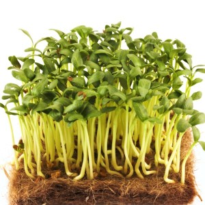 senovka, fenugreek, microgreens, mirozelenina,